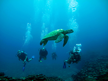 Green Turtle Pacific Divers Rarotonga