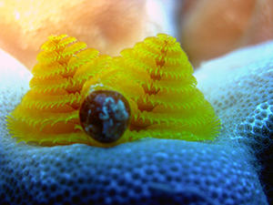 Christmastree worm Rarotonga