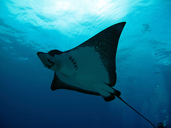 Eagleray Rarotonga Pacific Divers